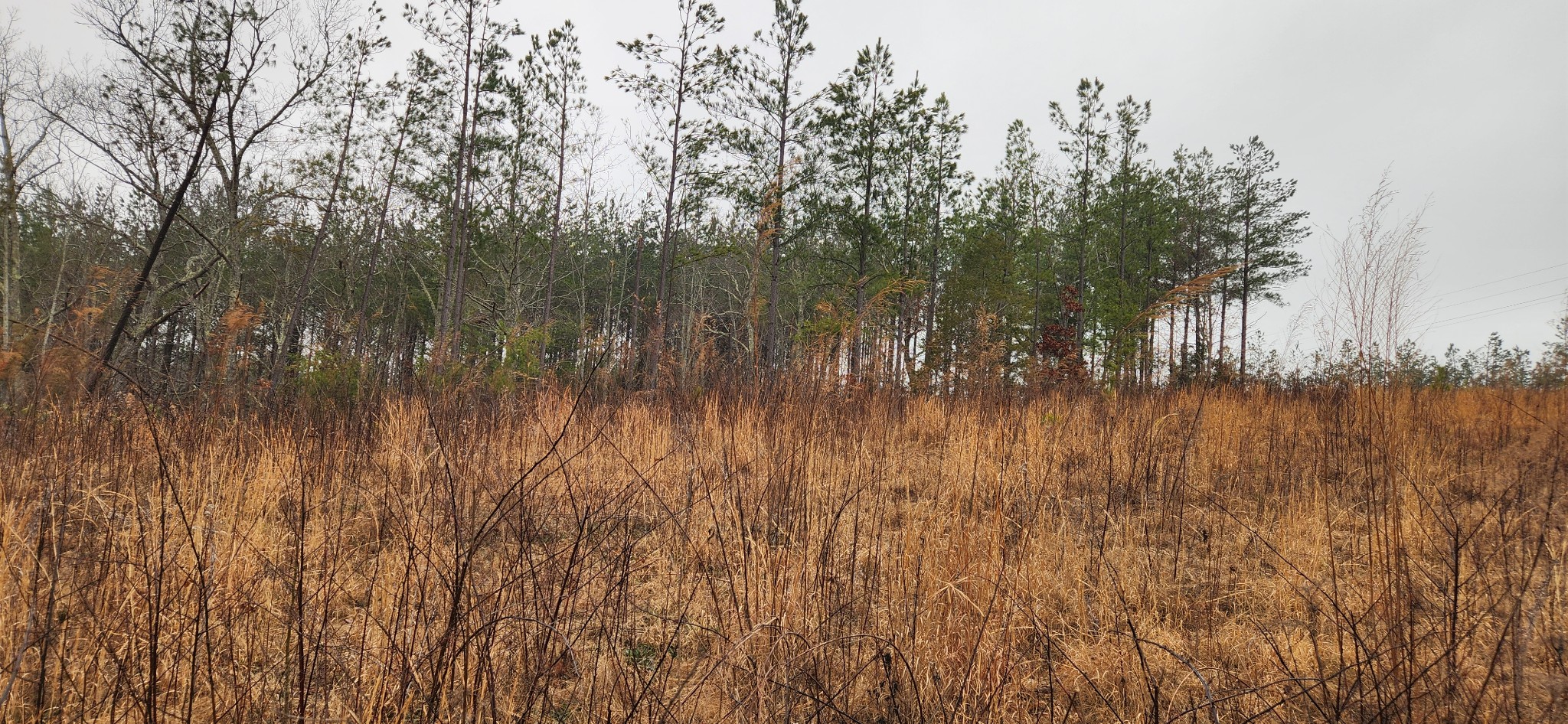 289 Center Ridge Drive Linden, TN 37096 - Photo 7 of 15 a view of lake with a large trees