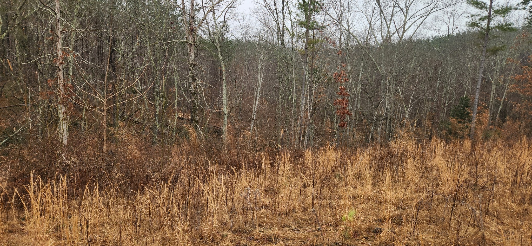 289 Center Ridge Drive Linden, TN 37096 - Photo 8 of 15 a view of a yard with a wooden fence
