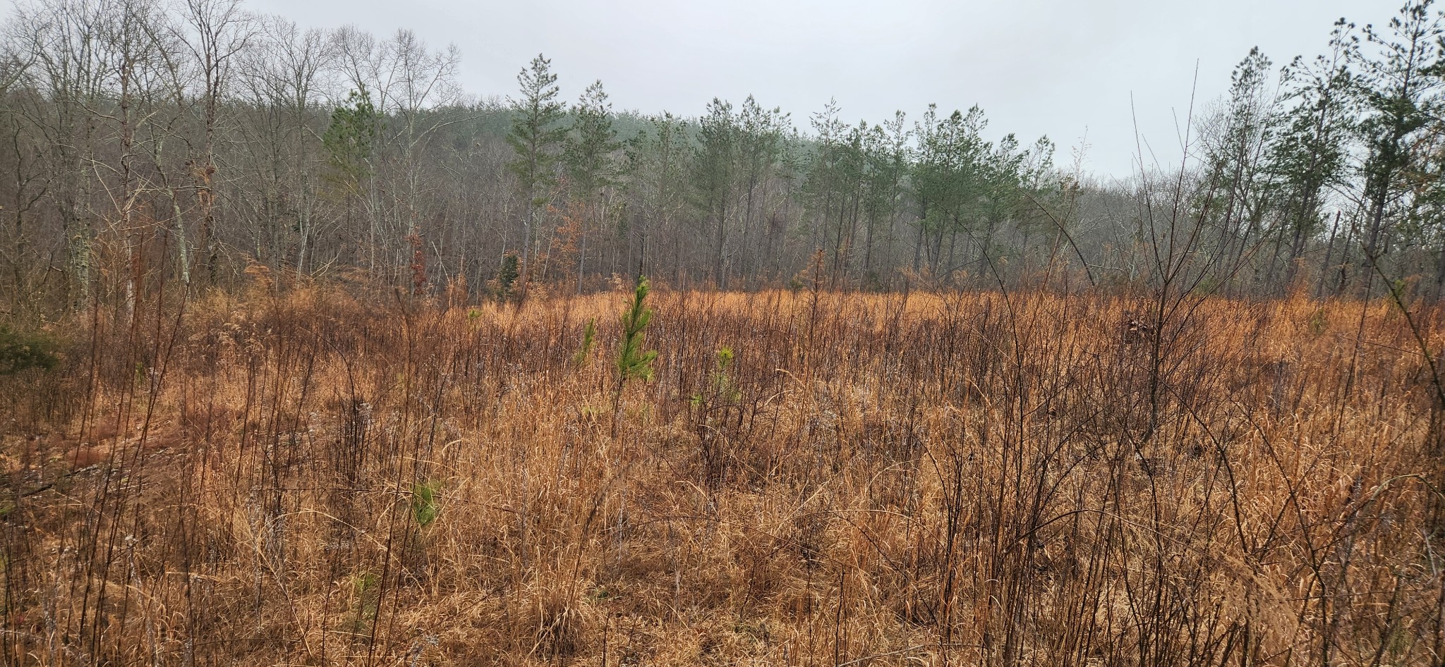 289 Center Ridge Drive Linden, TN 37096 - Photo 9 of 15 a view of a backyard