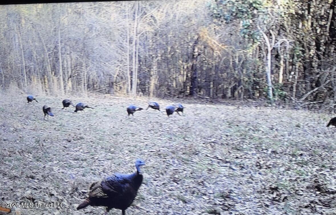 50 Oakdale Church Road Seminary, MS 39479 - Photo 2 of 65 IMG_4175