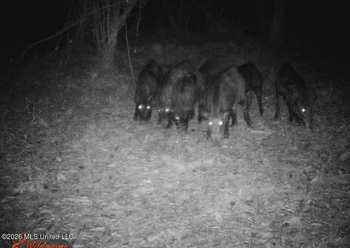 50 Oakdale Church Road Seminary, MS 39479 - Photo 5 of 65 IMG_4167