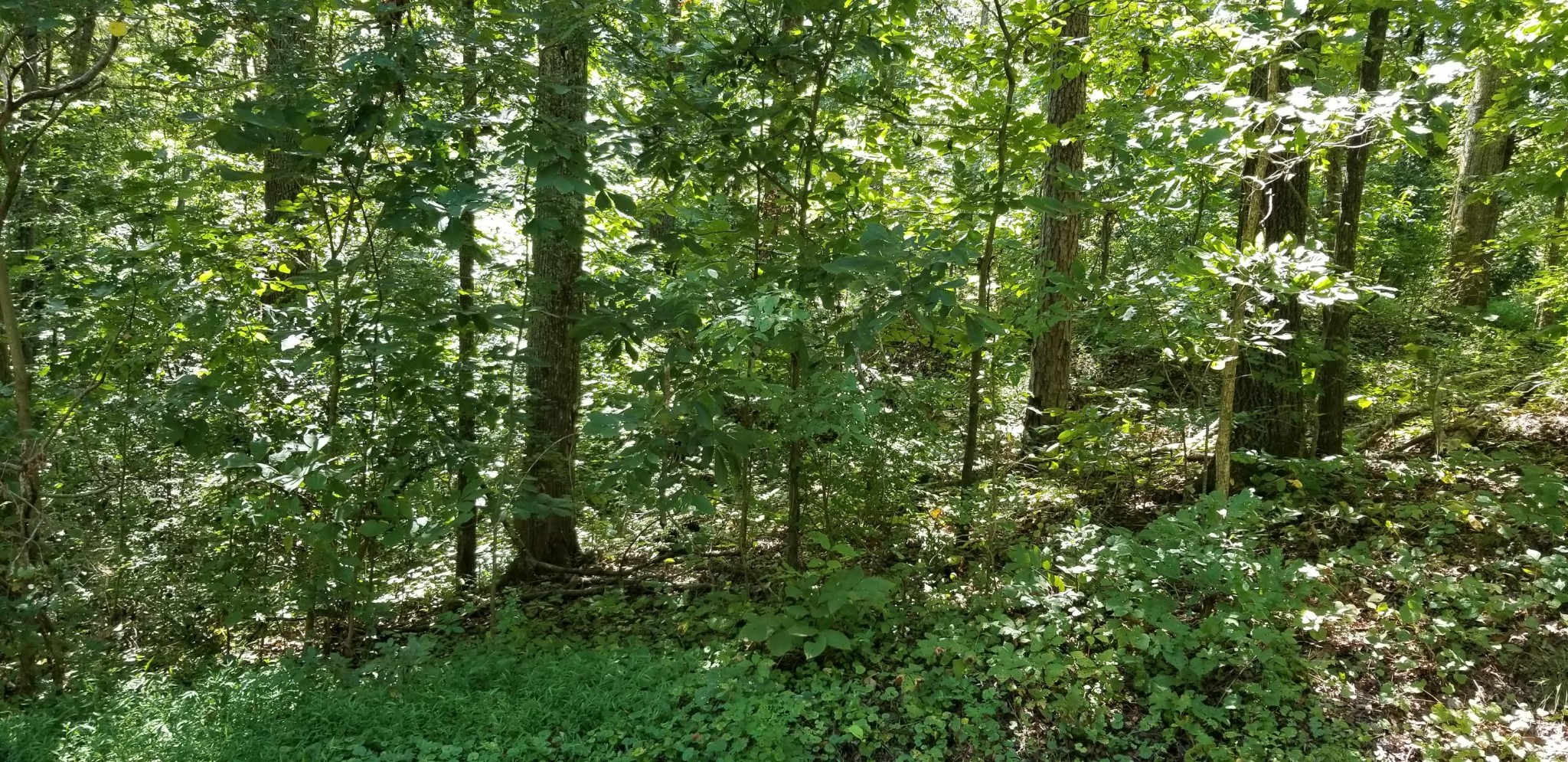 20 Wilderness Road Friendsville, TN 37737 - Photo 3 of 5 Gallery Image 3
