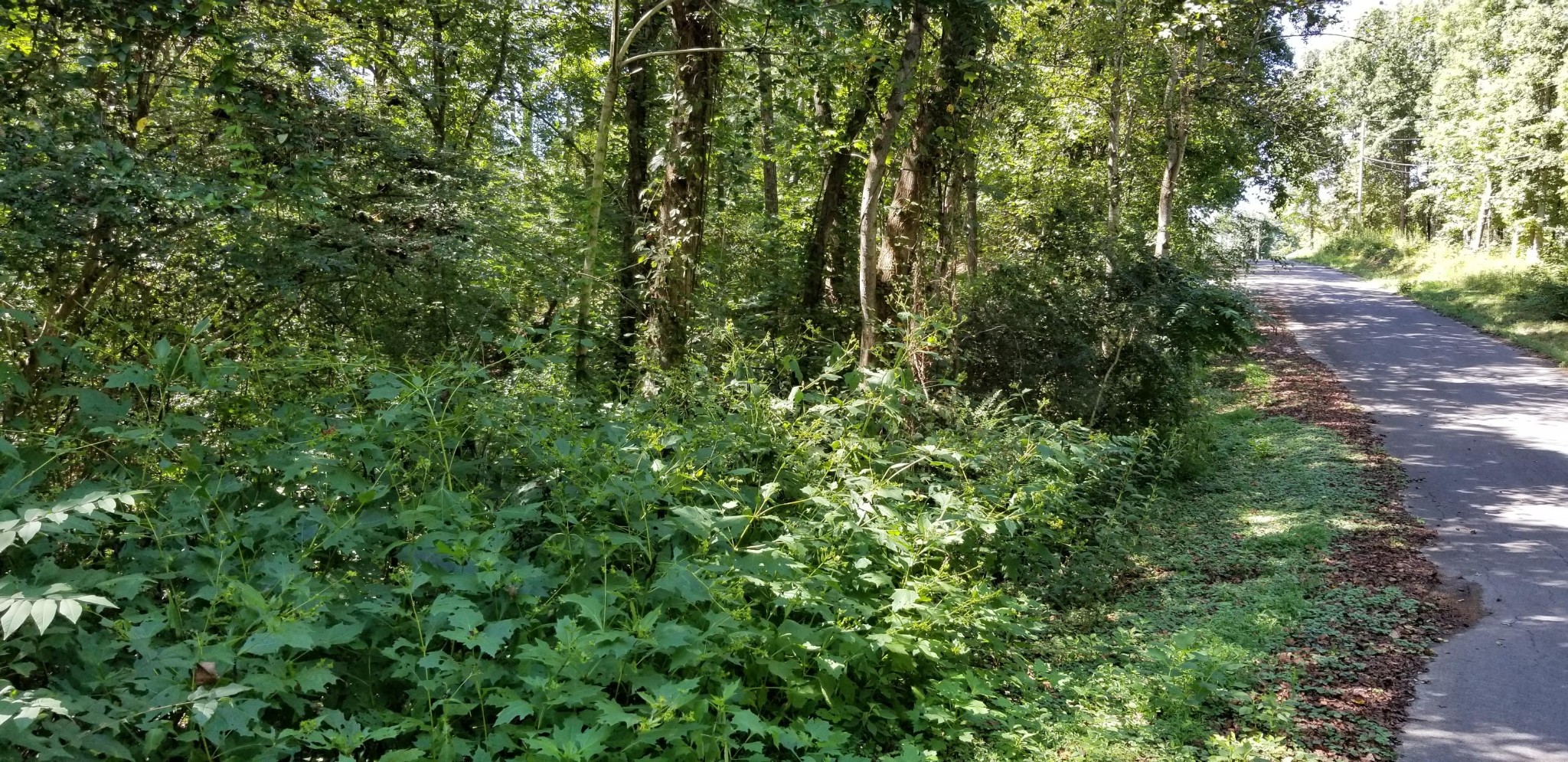 20 Wilderness Road Friendsville, TN 37737 - Photo 5 of 5 Gallery Image 5