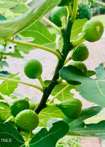 $288,000 | 221 Whitfield Street, Enfield, NC 27823