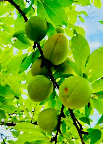 $288,000 | 221 Whitfield Street, Enfield, NC 27823