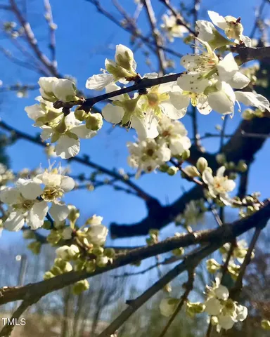 $288,000 | 221 Whitfield Street, Enfield, NC 27823