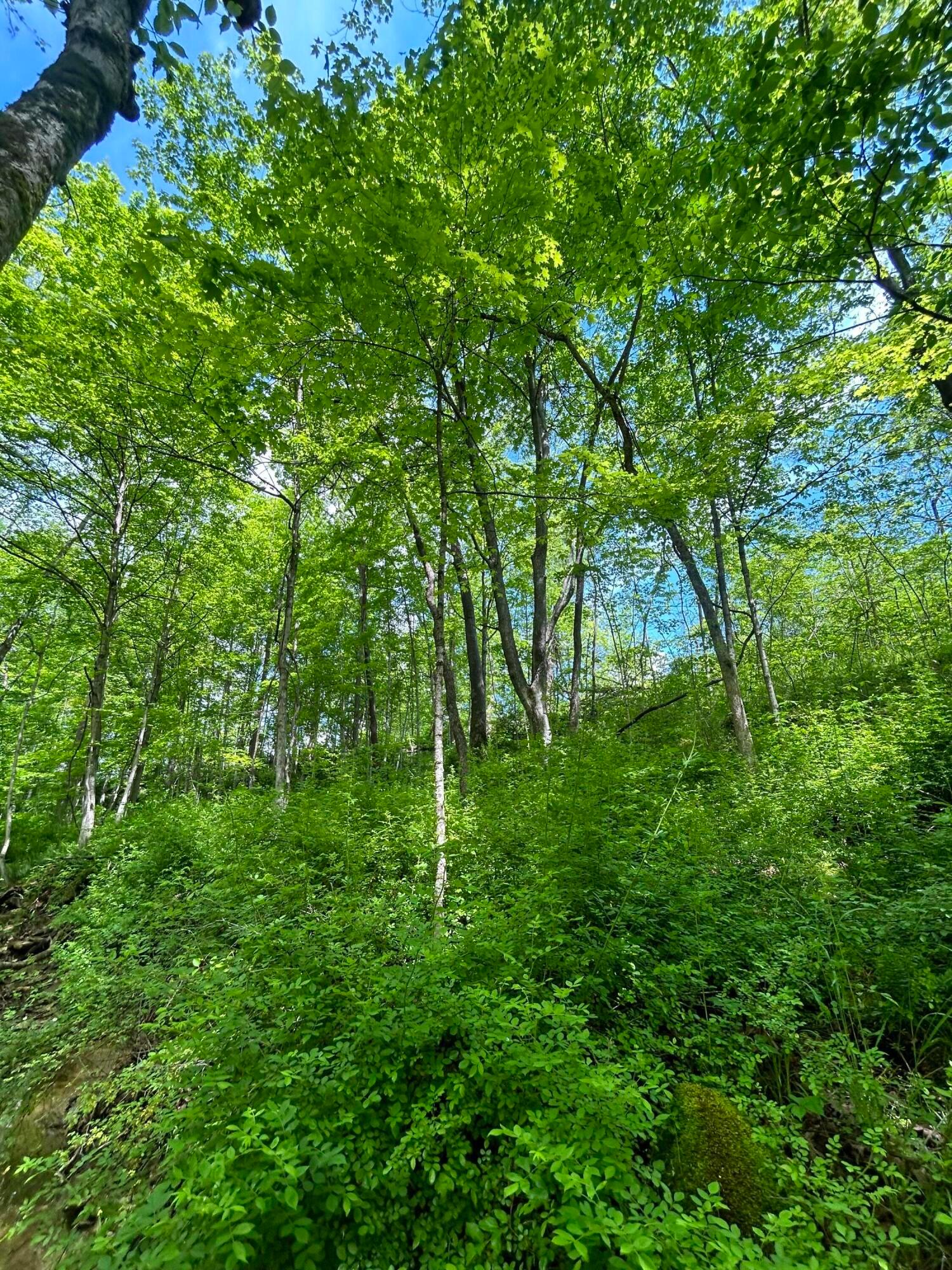 0 Buchanan Road Waverly, OH 45690 - Photo 17 of 24 IMG_1510