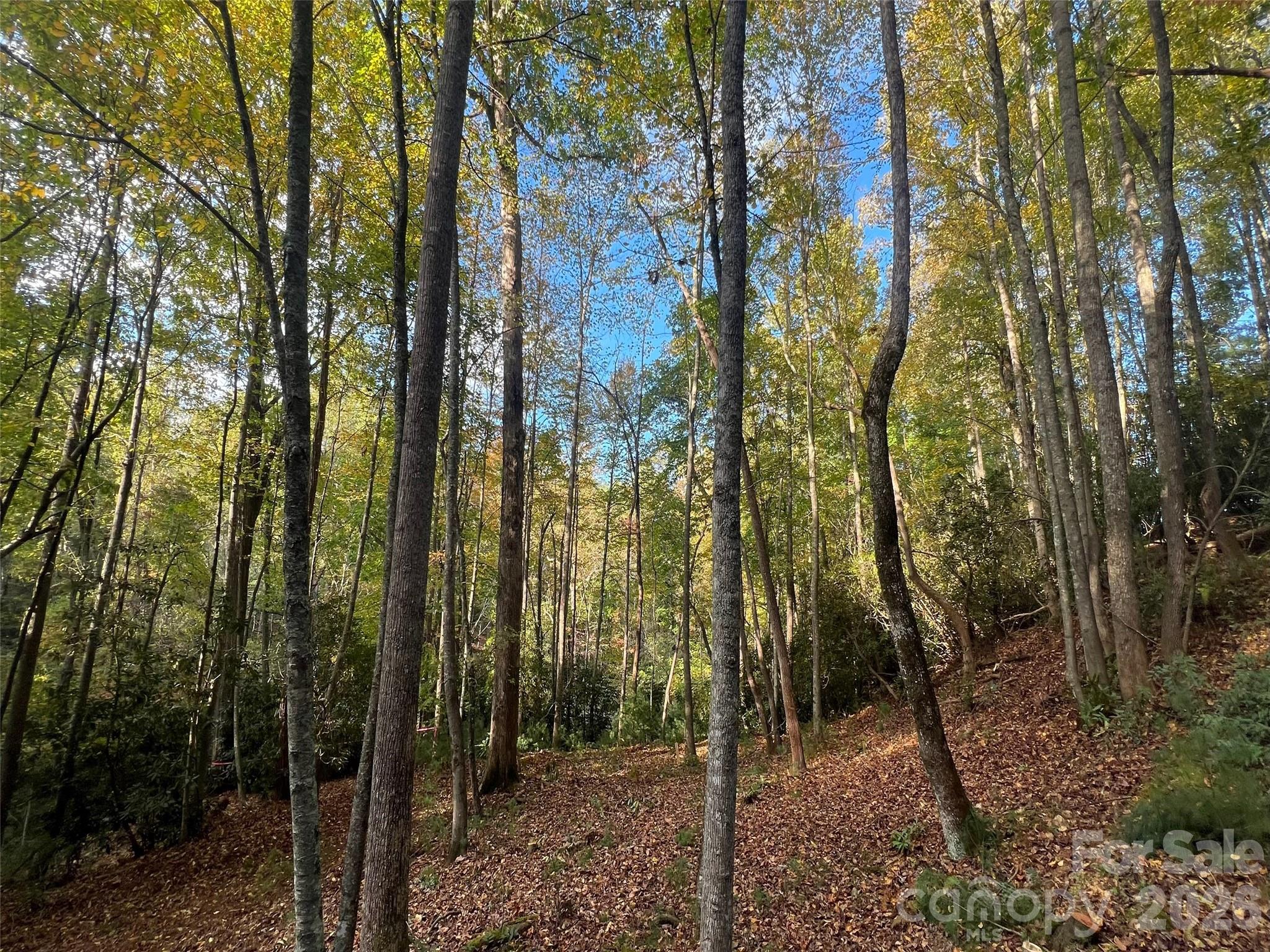 6 Dividing Ridge Trail, Unit 1 Arden, NC 28704 - Photo 15 of 18 a view of a forest with a tree