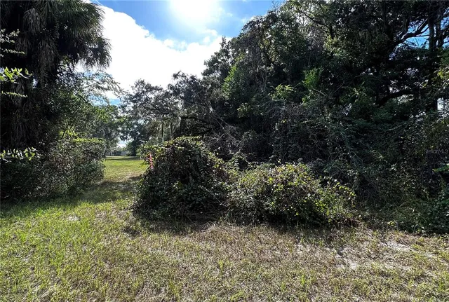 a view of a garden with plants and large trees