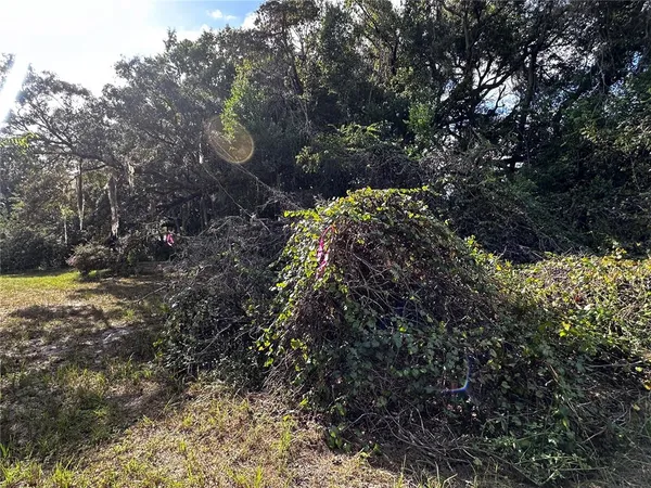 a picture of trees