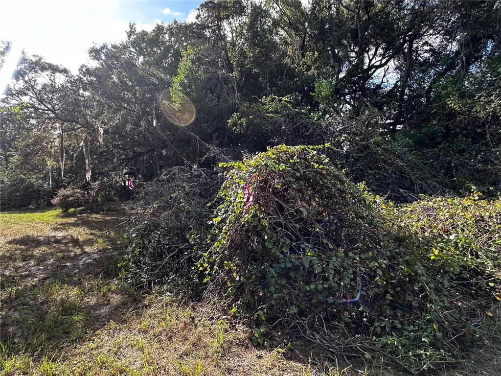 722 Highway 40 West Inglis, FL 34449 - Photo 13 of 23 a picture of trees