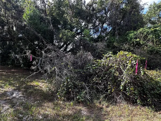 a view of a yard with plants and trees