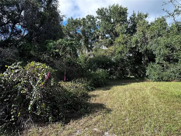 a view of a garden with plants and large trees