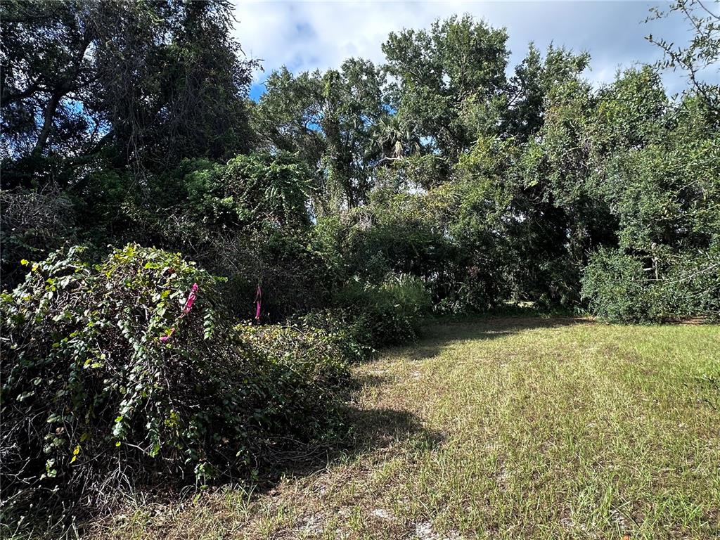 722 Highway 40 West Inglis, FL 34449 - Photo 16 of 23 a view of a garden with plants and large trees