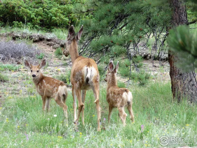 a view of a yard in a forest