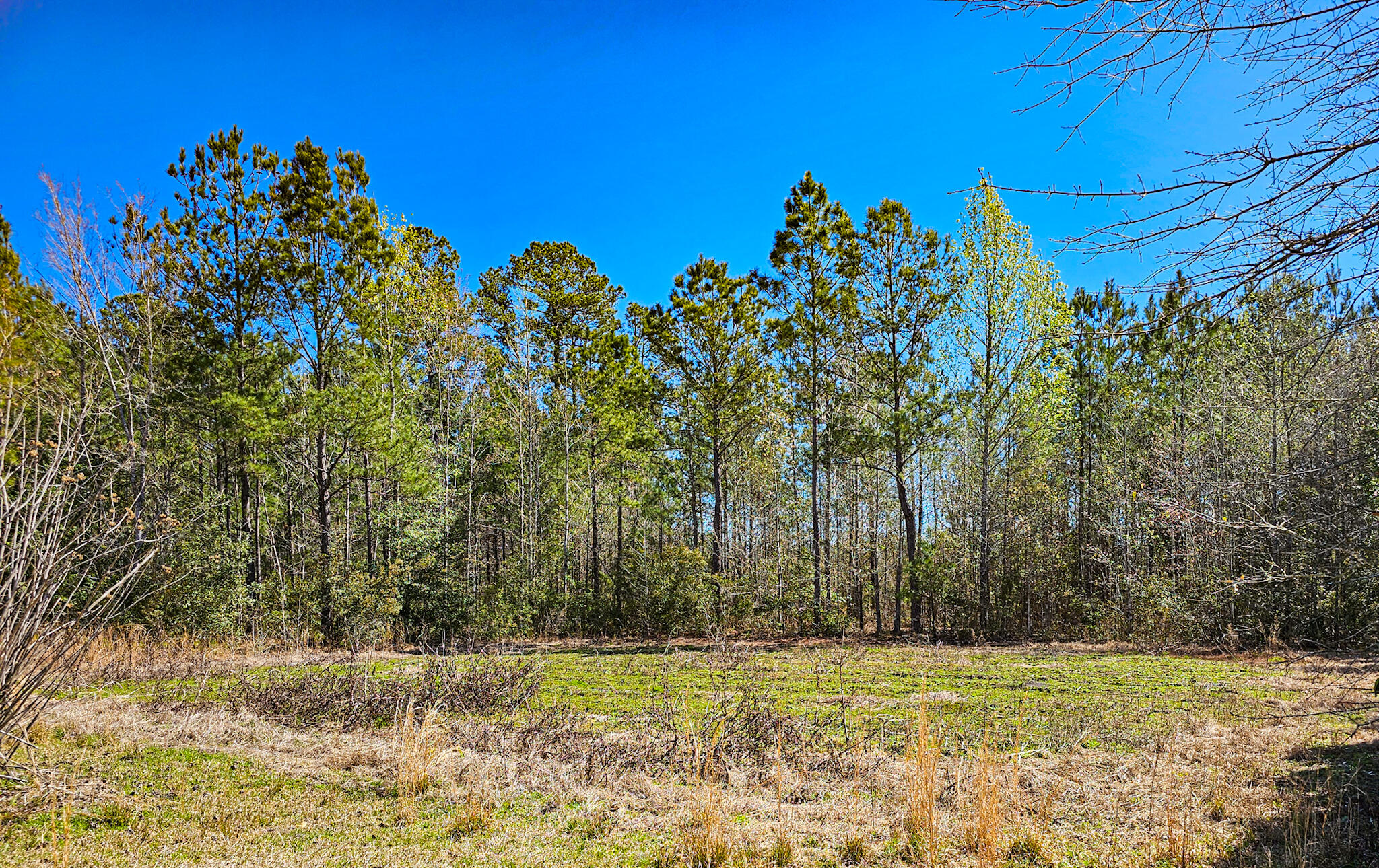 8524 Cane Branch Road Ruffin, SC 29475 - Photo 8 of 59 20250325_113024