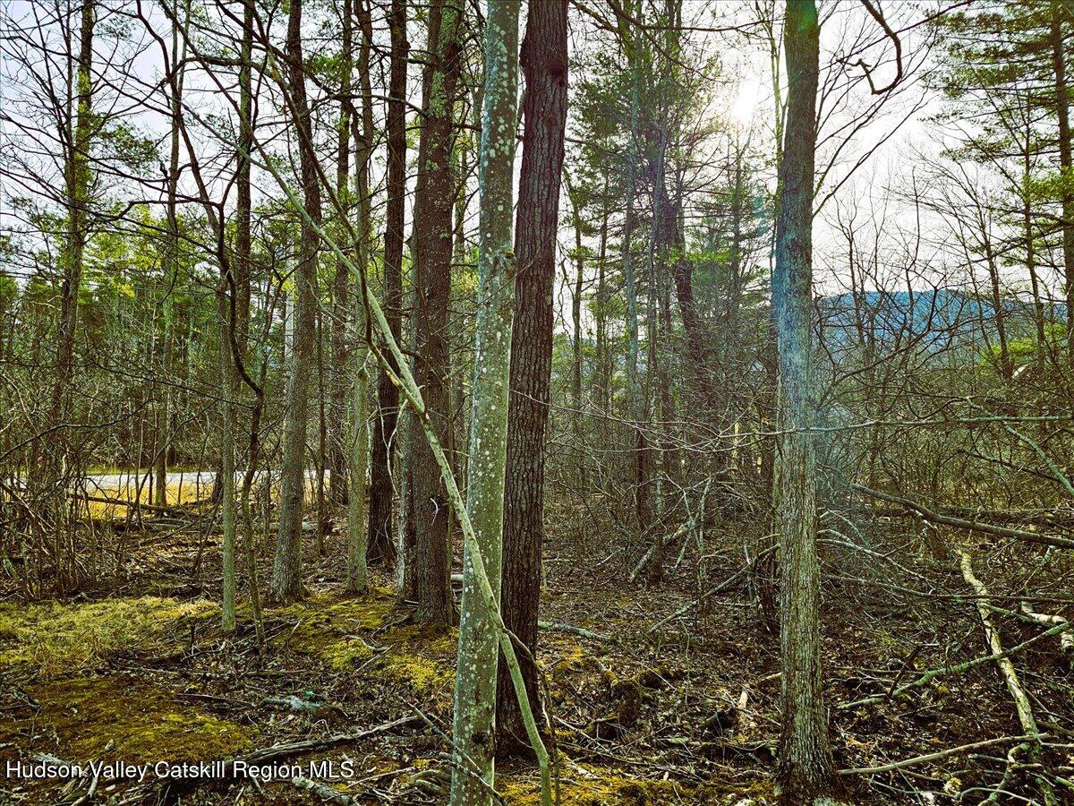 0 Stone Mountain Road Round Top, NY 12473 - Photo 11 of 23 a view of a yard