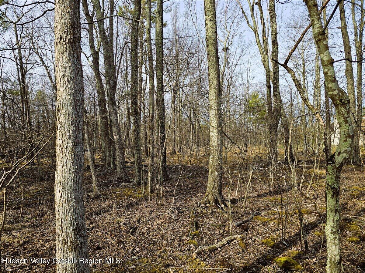 0 Stone Mountain Road Round Top, NY 12473 - Photo 15 of 23 a backyard of a house with lots of trees