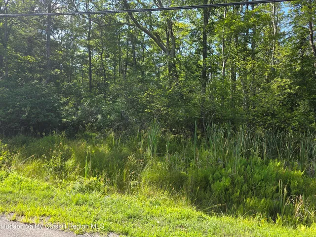 a view of a lush green forest with lawn chairs under a large tree