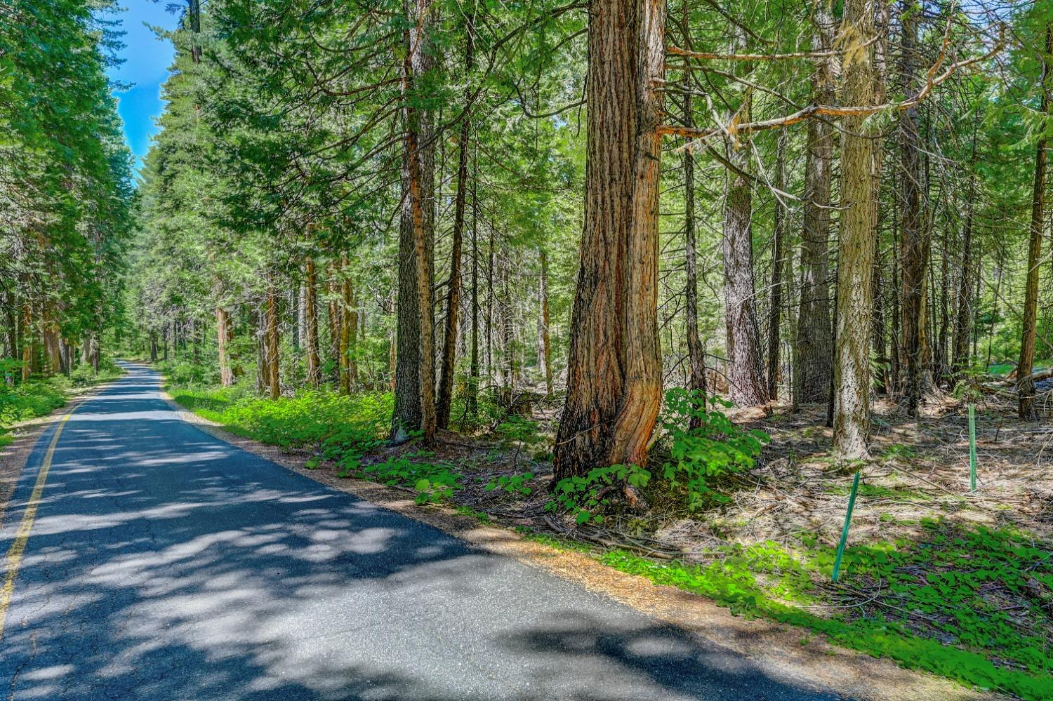 10 Timber Trail Court Arnold, CA 95223 - Photo 5 of 10 a view of backyard with green space