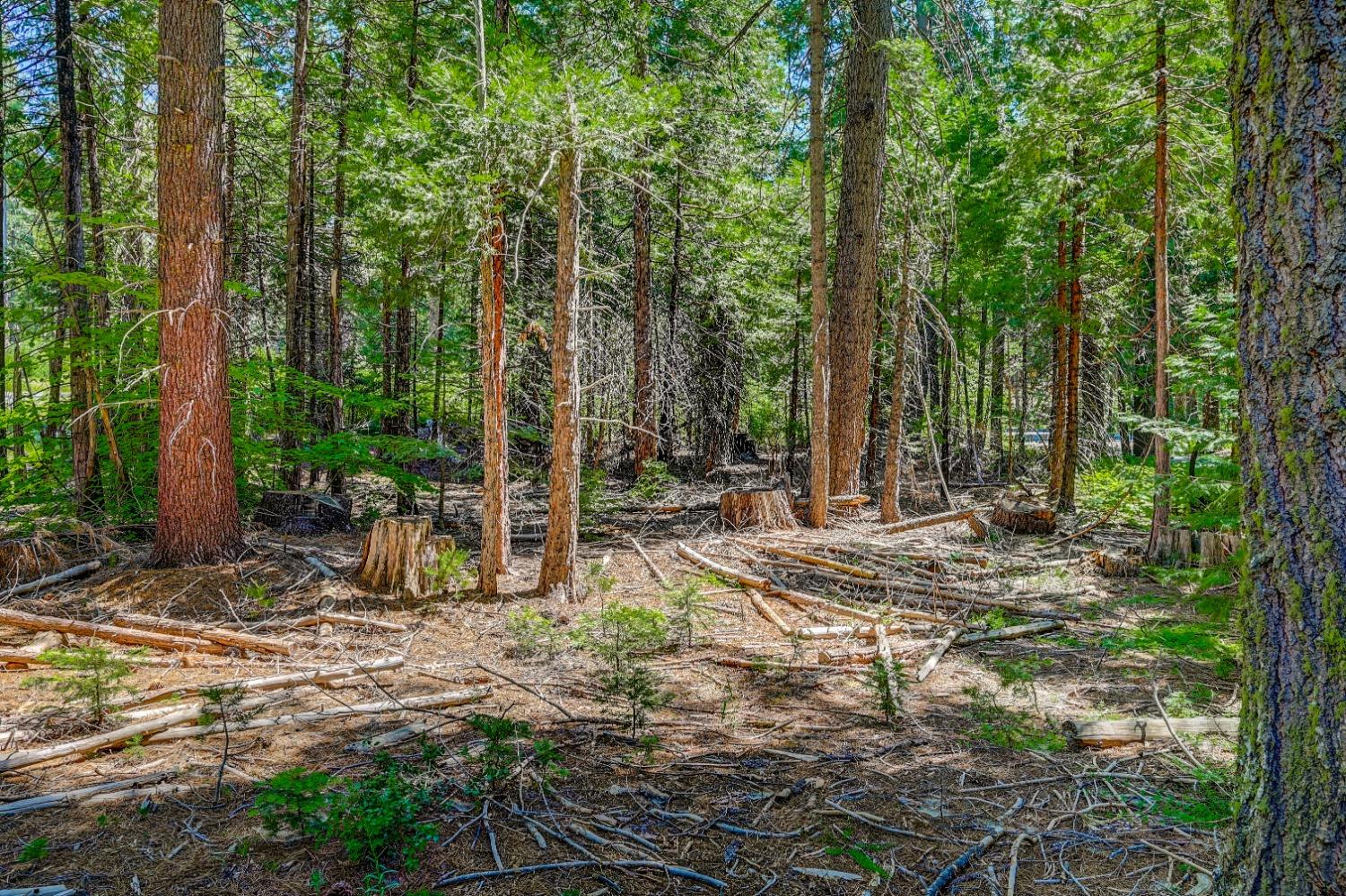 10 Timber Trail Court Arnold, CA 95223 - Photo 6 of 10 a view of a backyard with plants and large trees