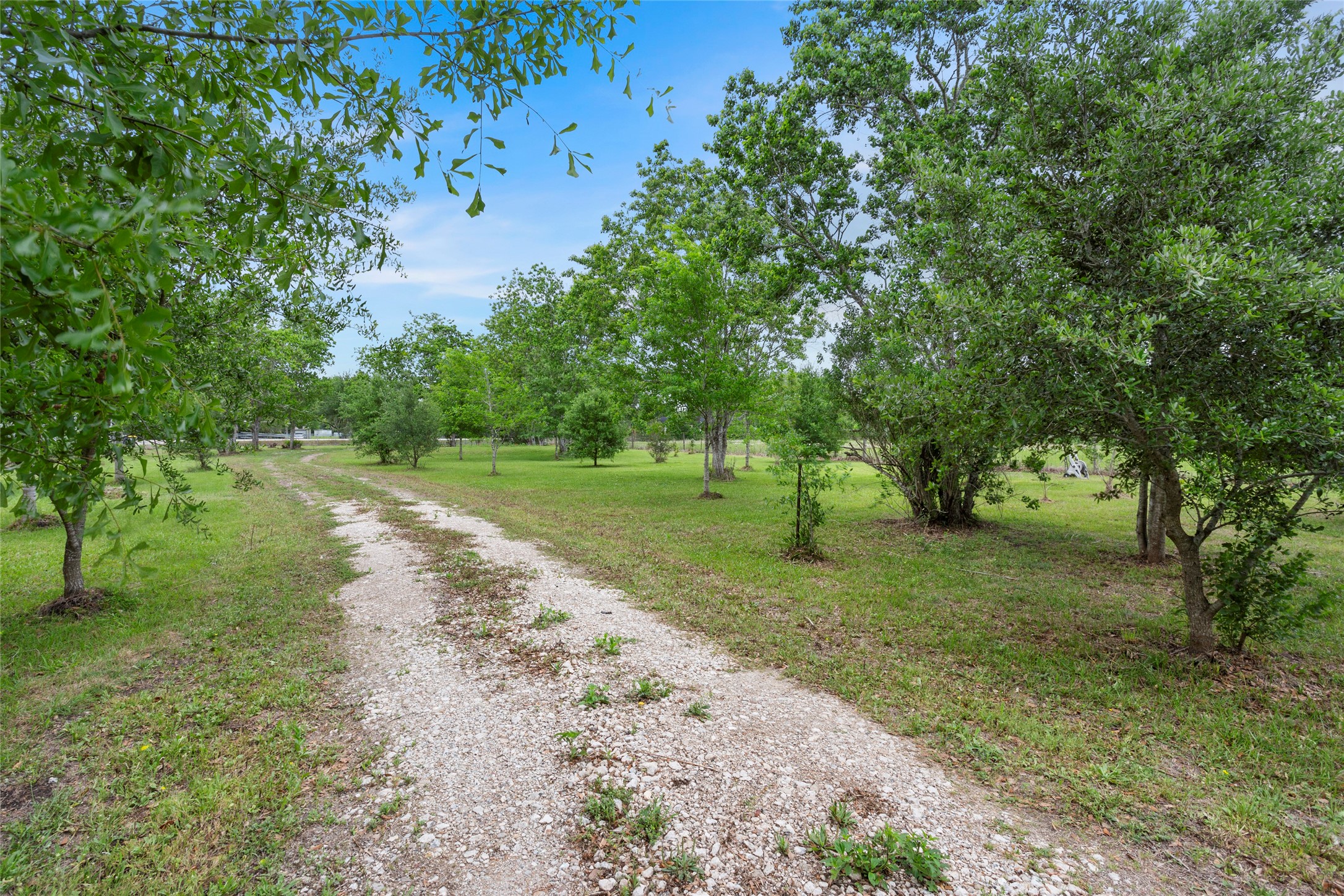 3650 Rivers Road Pearland, TX 77578 - Photo 22 of 22 Very nice trees along the drive through the property.