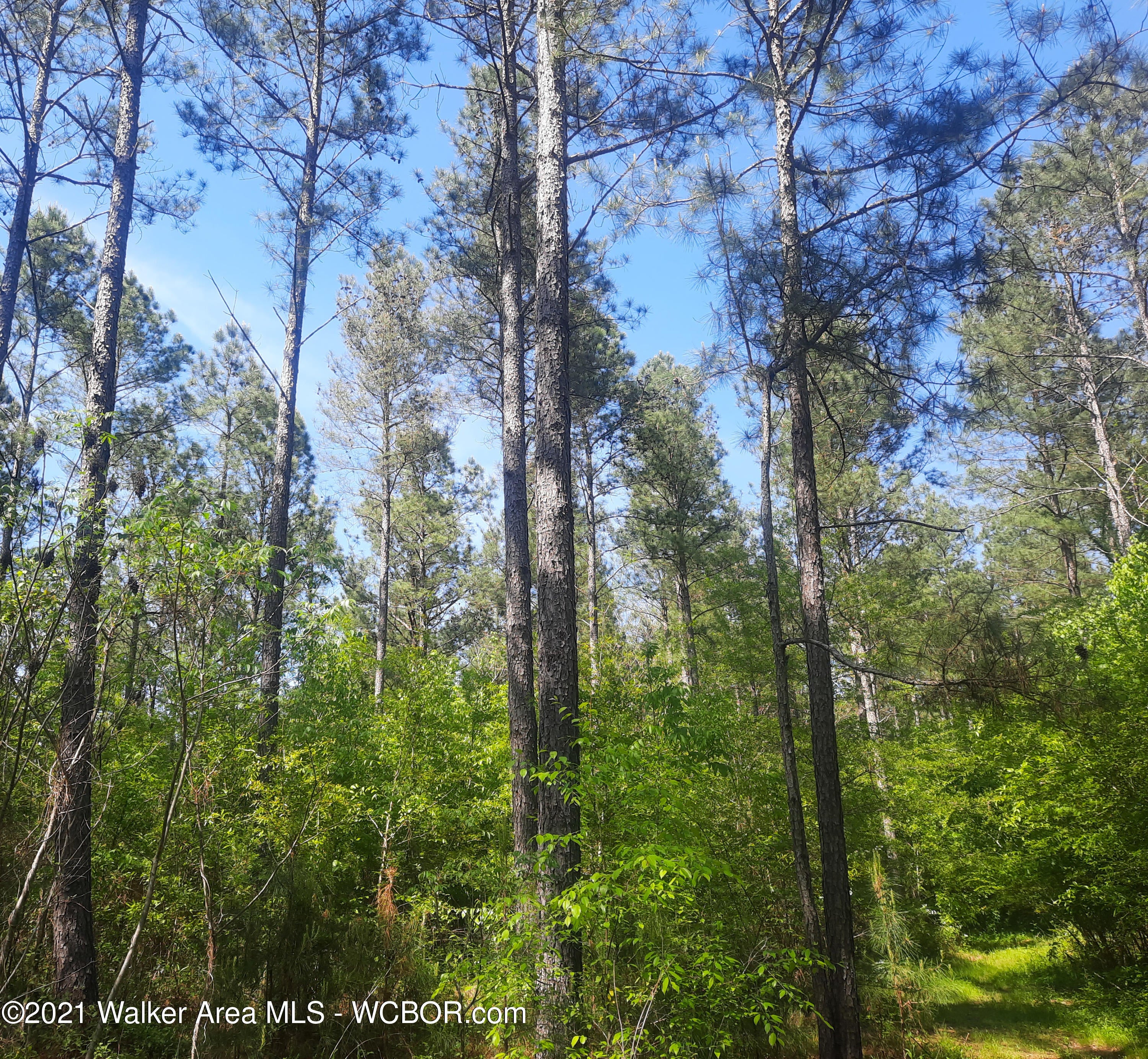 Coon Road Empire, AL 35063 - Photo 13 of 16 Gallery Image 13