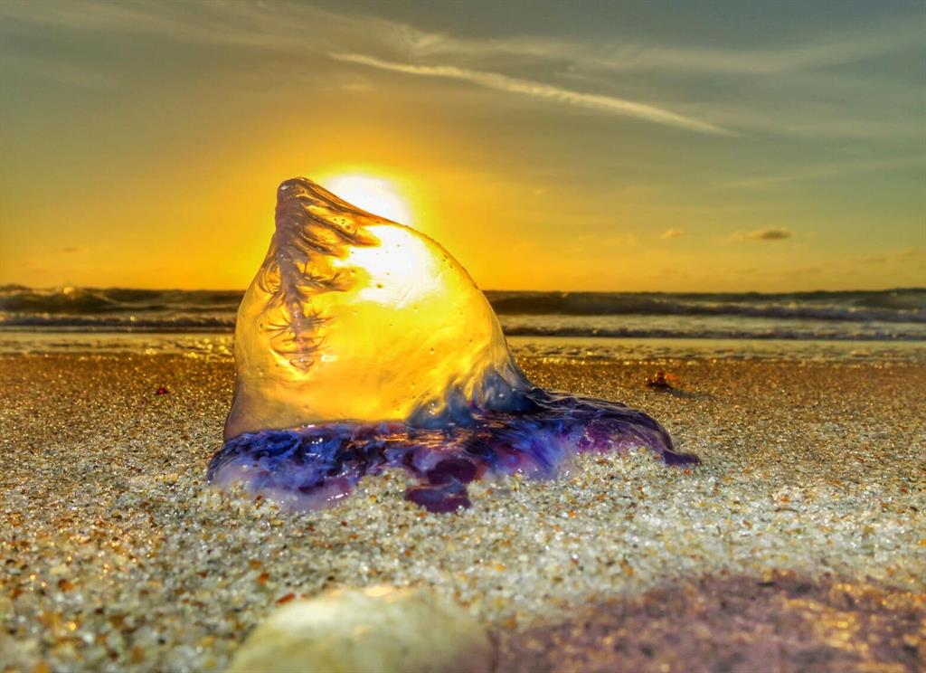 328 North Ocean Boulevard, Unit 1008 Pompano Beach, FL 33062 - Photo 31 of 38 a view of a yard and an ocean view
