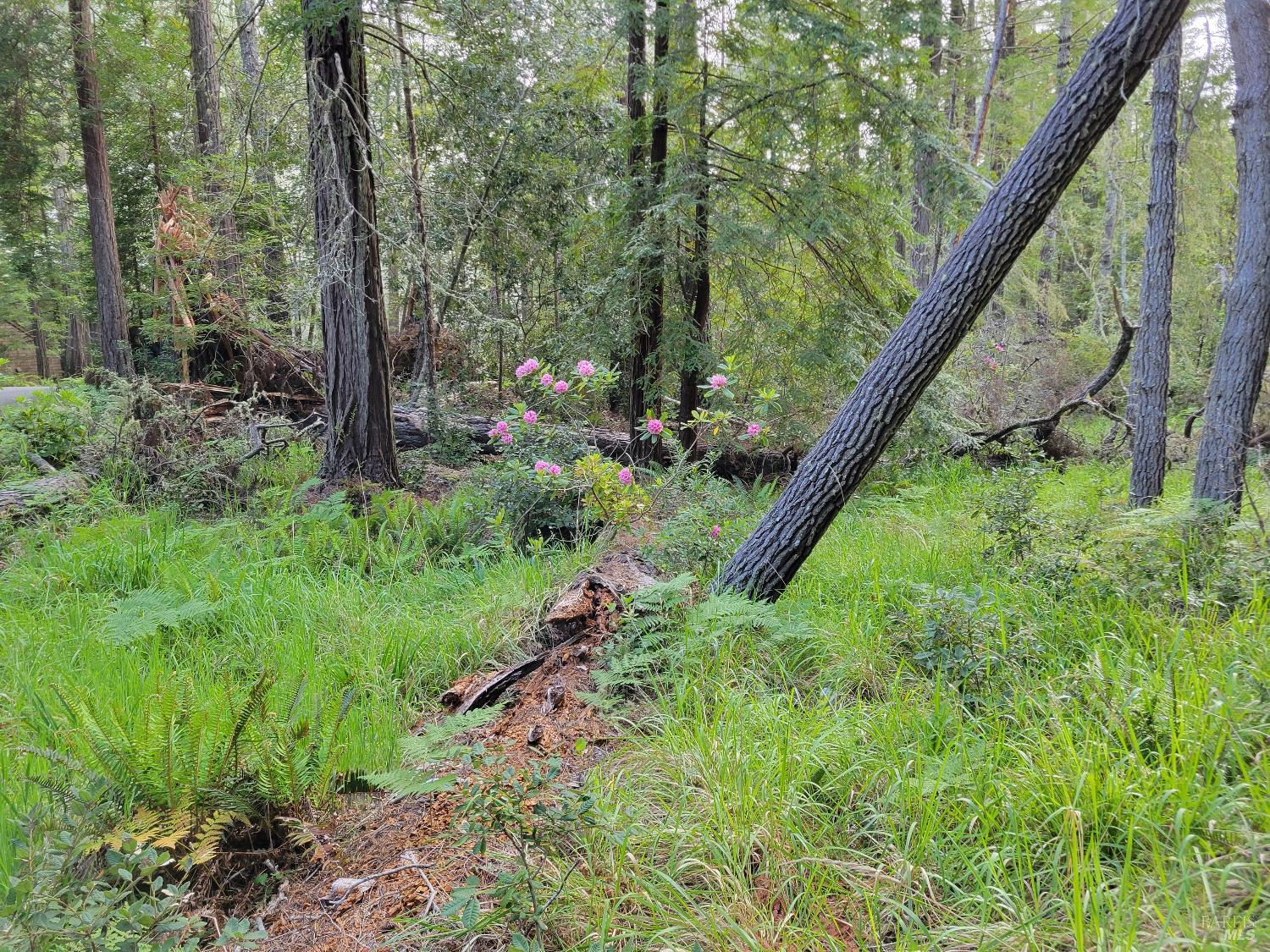 35136 Timber Ridge Road The Sea Ranch, CA 95497 - Photo 7 of 38 Gallery Image 7
