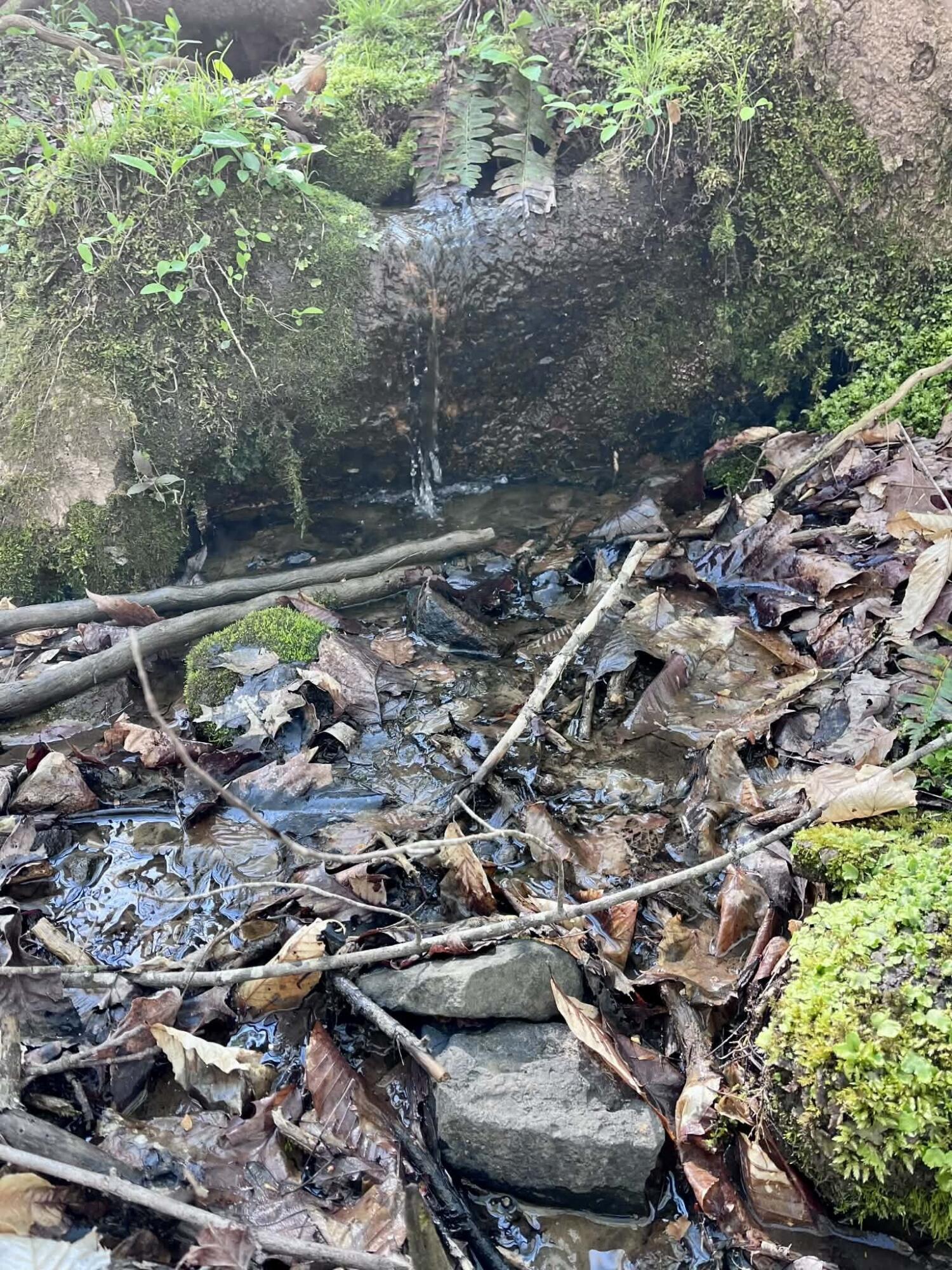 1207 Wimpy Road Ringgold, GA 30736 - Photo 33 of 37 Creek2