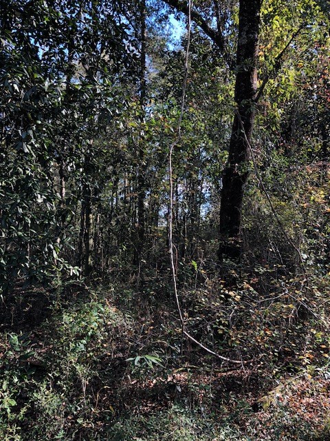 0 Highway 52 Slocomb, AL 36375 - Photo 6 of 12