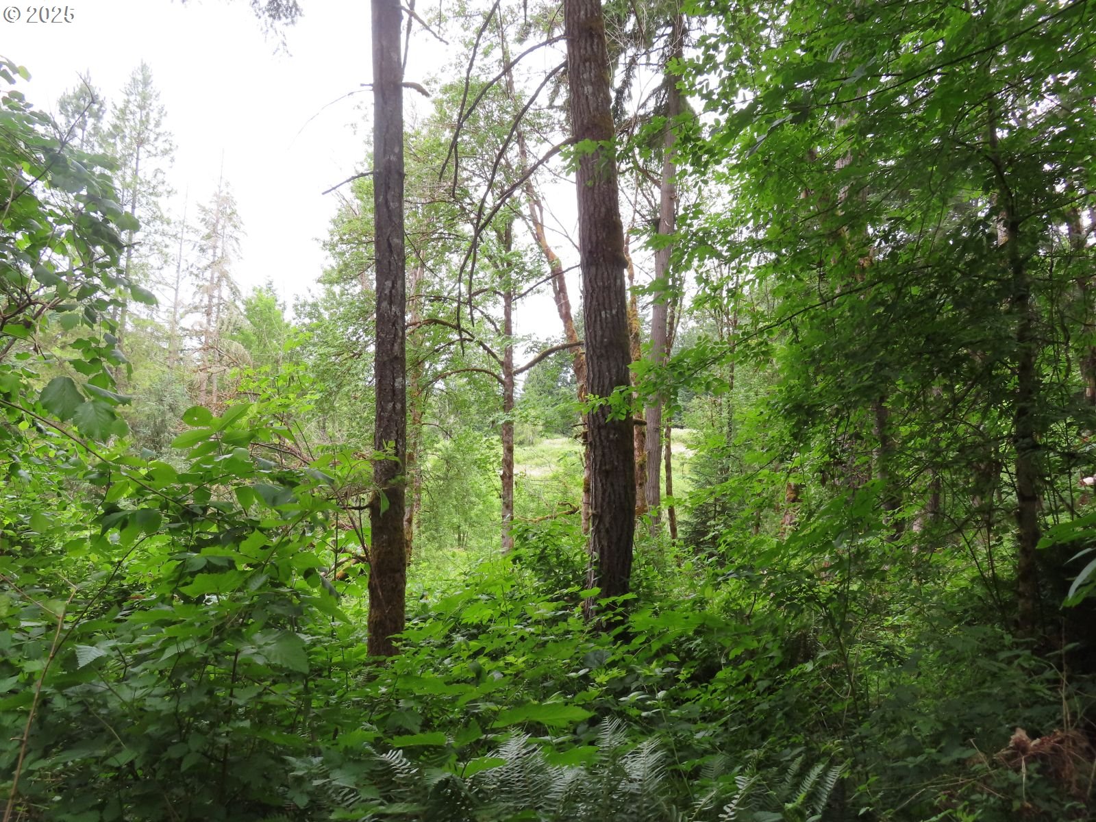 21720 Zenkner Valley Road Centralia, WA 98531 - Photo 5 of 17
