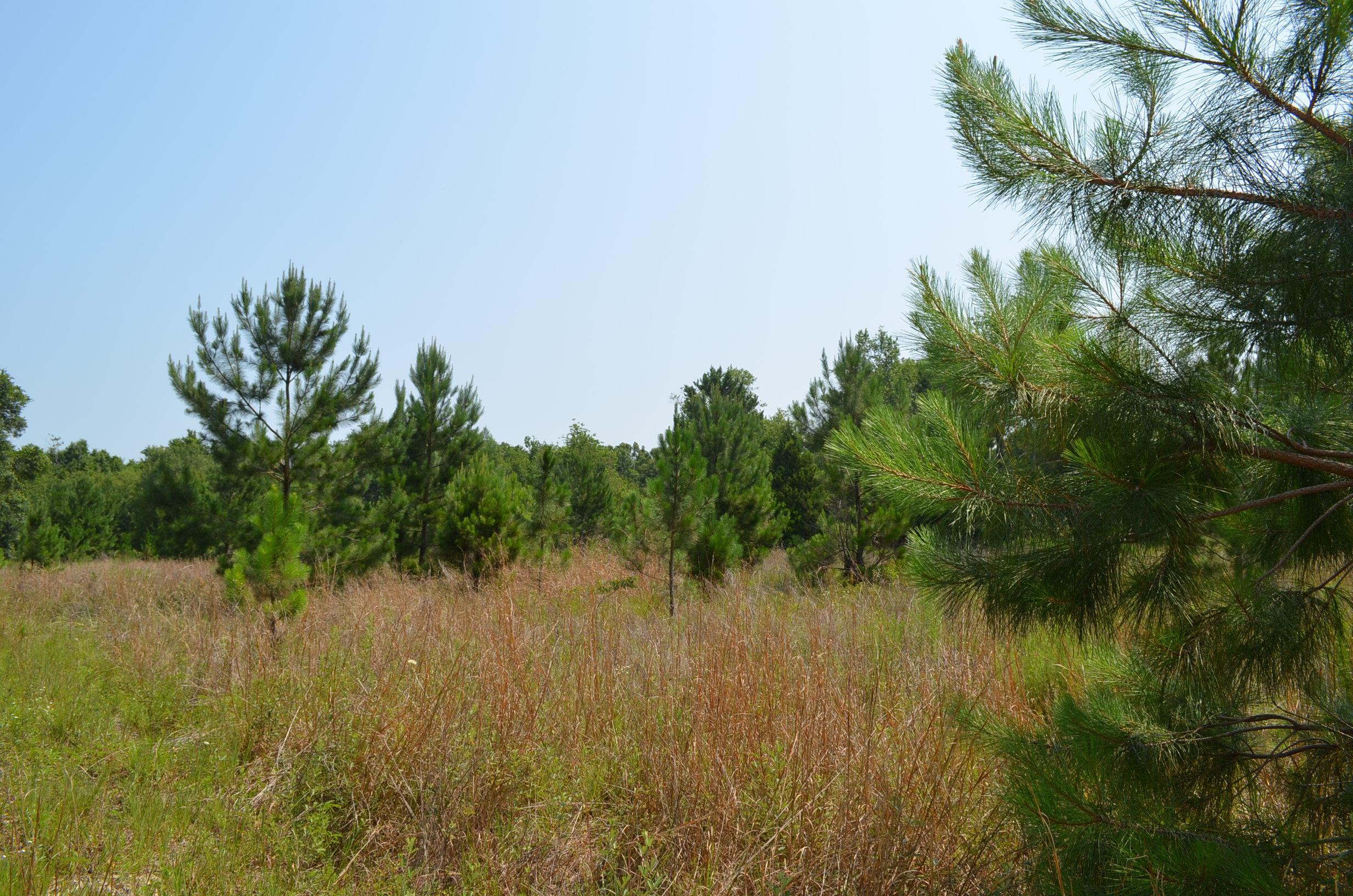 Tbd Sam Poppell Road Perry, FL 32347 - Photo 1 of 18