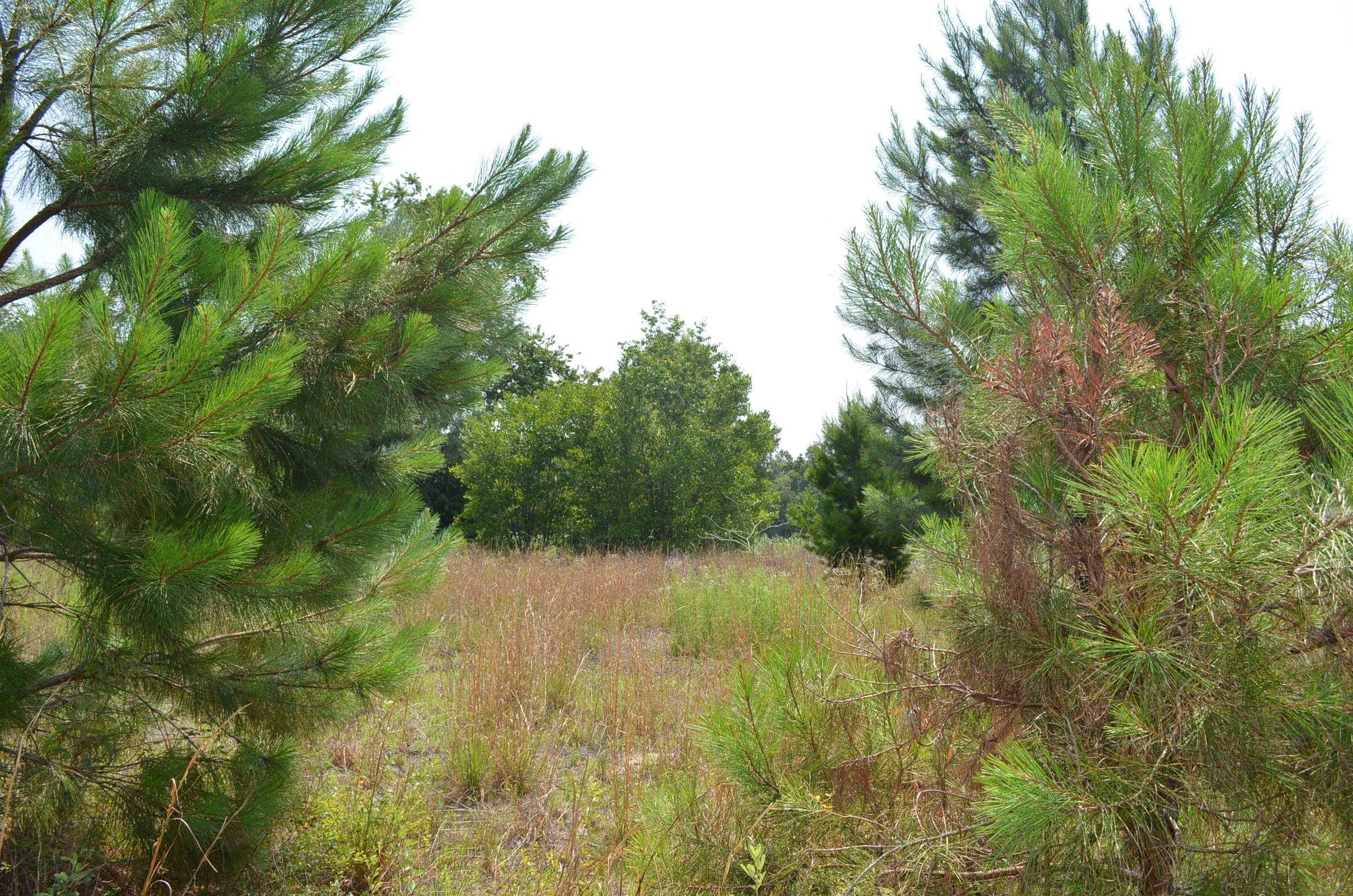 Tbd Sam Poppell Road Perry, FL 32347 - Photo 3 of 18