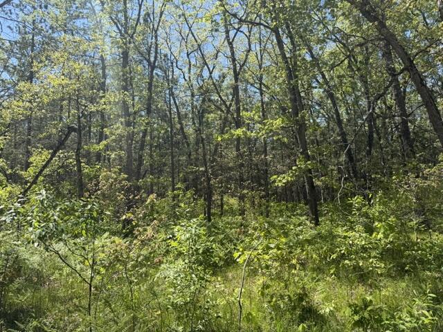 Parcel B West Usfs 5196 Baldwin, MI 49304 - Photo 3 of 6