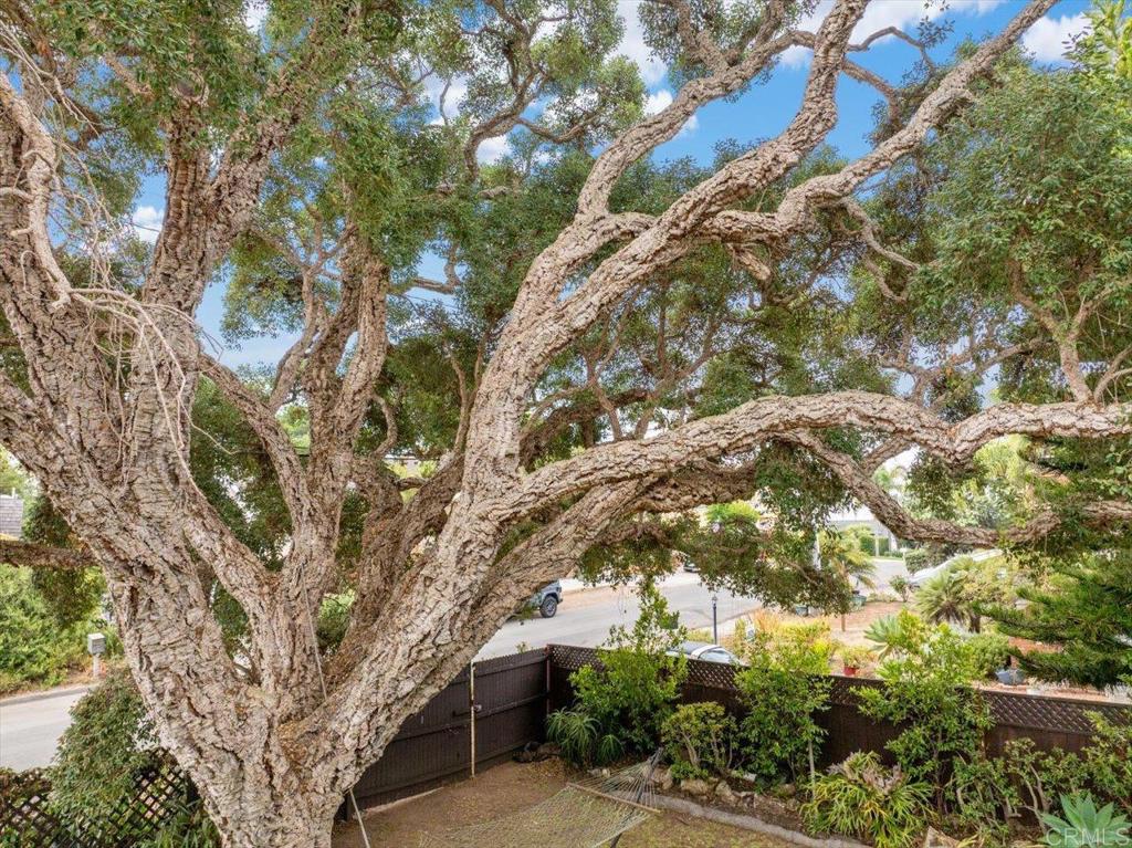 334 Date Avenue Carlsbad, CA 92008 - Photo 19 of 26 a picture of tree