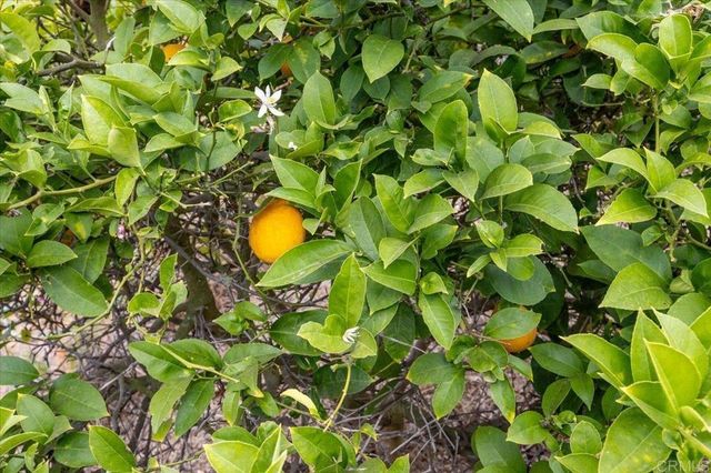 a view of flowers in a garden
