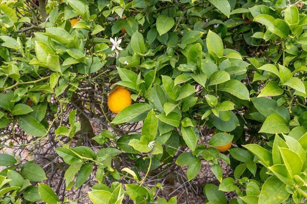 334 Date Avenue Carlsbad, CA 92008 - Photo 20 of 26 a view of flowers in a garden