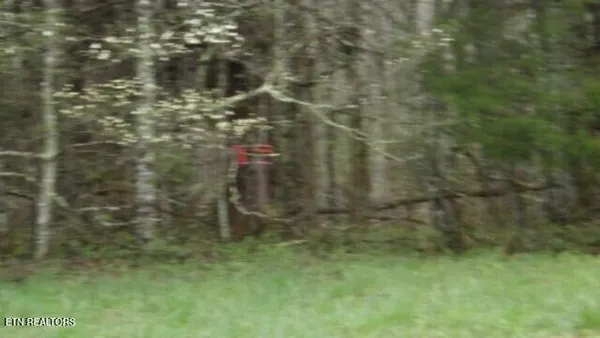 $119,000 | 20.27-ac Denton Road, Moss, TN 38575