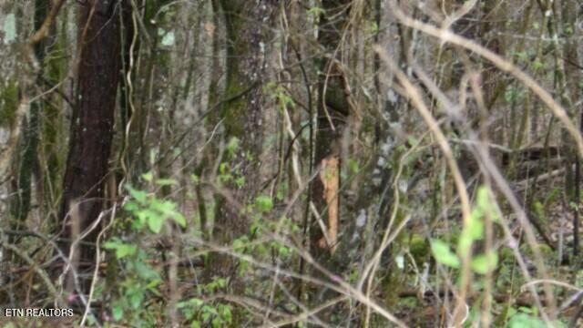 20.27-ac Denton Road Moss, TN 38575 - Photo 20 of 59 100_0027