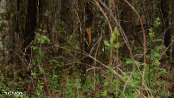 $119,000 | 20.27-ac Denton Road, Moss, TN 38575