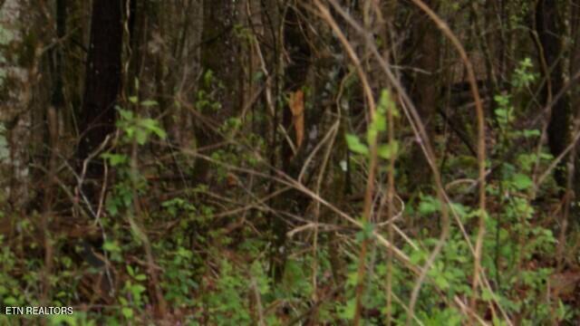 20.27-ac Denton Road Moss, TN 38575 - Photo 22 of 59 100_0029
