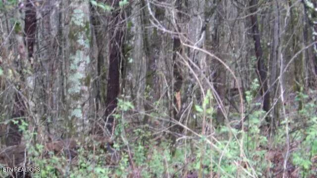 $119,000 | 20.27-ac Denton Road, Moss, TN 38575