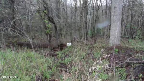 $119,000 | 20.27-ac Denton Road, Moss, TN 38575