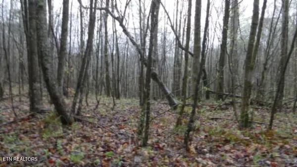 $119,000 | 20.27-ac Denton Road, Moss, TN 38575