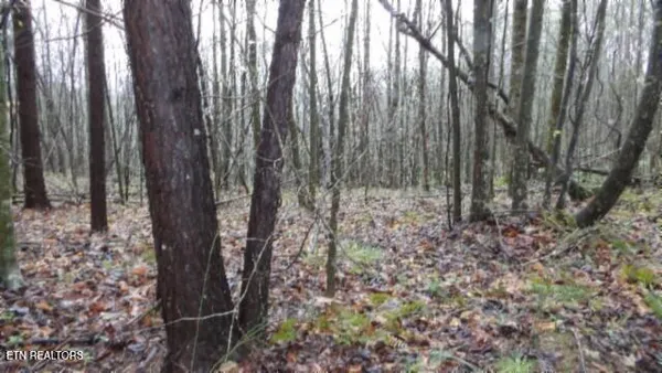 $119,000 | 20.27-ac Denton Road, Moss, TN 38575