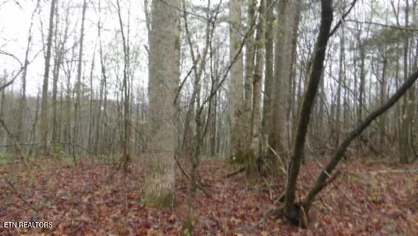 $119,000 | 20.27-ac Denton Road, Moss, TN 38575