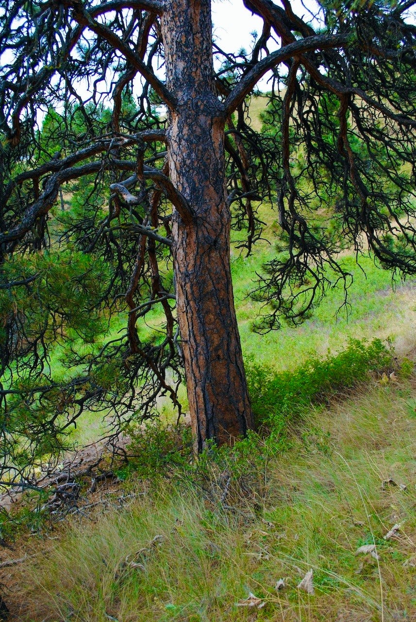 0 Box Canyon Lane Cascade, MT 59421 - Photo 6 of 10 Gallery Image 6