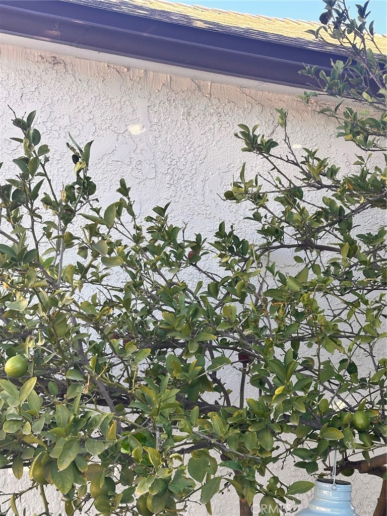 18090 Iris Avenue Riverside, CA 92508 - Photo 33 of 49 a picture of a tree