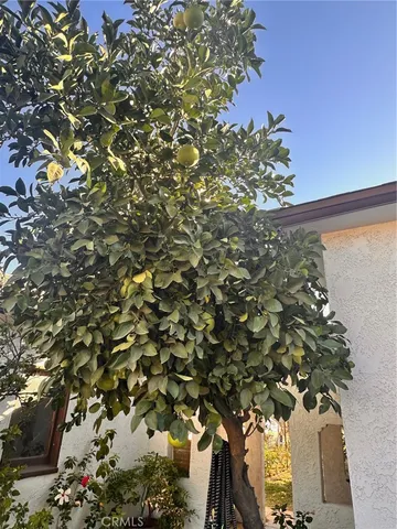 a view of a yard with a tree